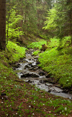 Un ruisseau serpente au milieu d´un vallon couvert de plantes vertes. Le cours d´eau est parsemé...