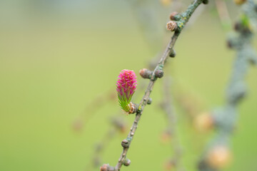 Red blooming cone of european larch tree (Larix decidua) on a branch with fresh green needles at spring