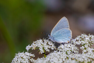 Love me blue butterfly ; Satyrium myrtale