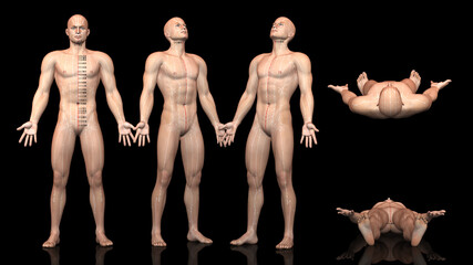 Obraz premium 鍼灸経絡・経穴図【任脈】方位別一覧（WHO制定記号付）