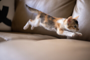 Kitten? Play eat sleep