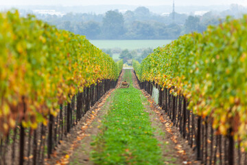Fototapeta na wymiar autumn vineyard rows