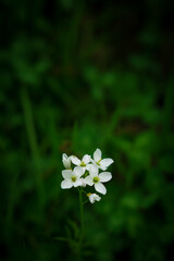 Fototapeta Wiosenny kwiat obraz