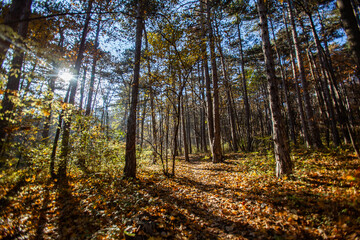 beautiful autumn forest