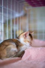 Kitten? Play eat sleep