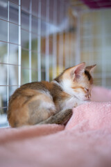 Kitten? Play eat sleep