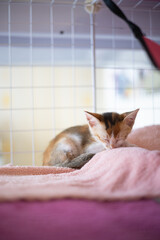 Kitten? Play eat sleep