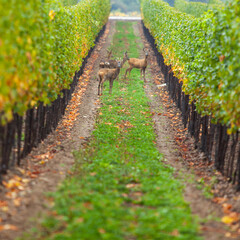 young deers in the green vineyard