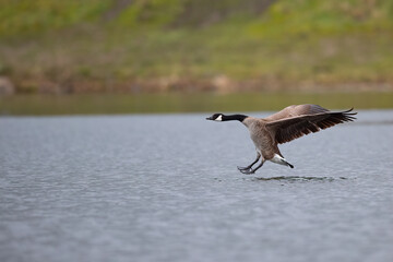 Eine Kanadagans bei der Wasserlandung