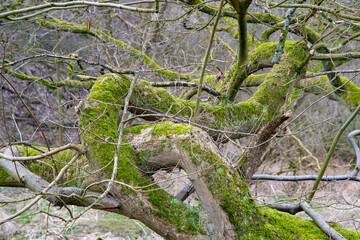 Moosbewachsene Äste und Zweige eines Baums