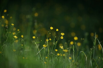 Hahnenfuß, Blumen, Somer, Frühling, Garten, Wiese, Natur, Spaziergang, gelb, grün,