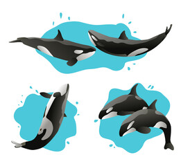 Fototapeta premium set of jumping killer and water splashes whales vector illustration