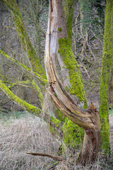 Moosbewachsene Äste und Zweige eines Baums