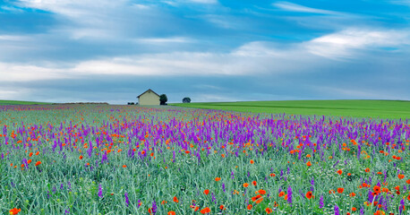 Agriculture field, grainfield with delphinium flowers (larkspur) and poppies in summer on blue clouds sky. Rhineland Palatinate Germany. New natural scenery. Header for website