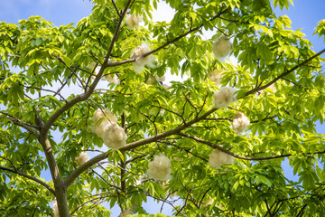 Different kapok falling in summer