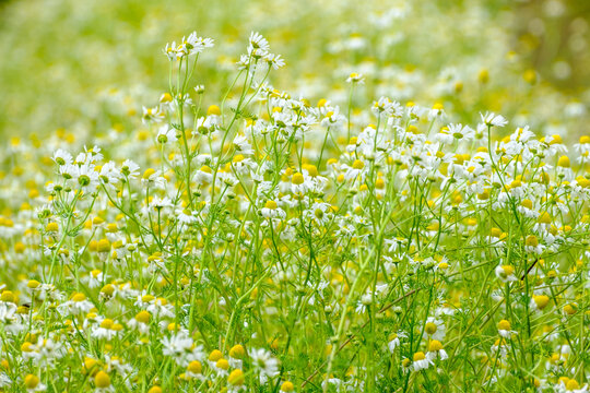 6 659 Best 芳香 Images Stock Photos Vectors Adobe Stock