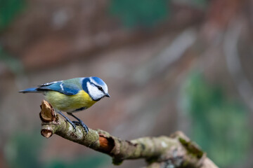 Blaumeise (Parus caerulus)