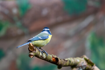 Blaumeise (Parus caerulus)