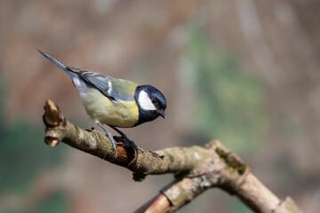 Kohlmeise (Parus major)
