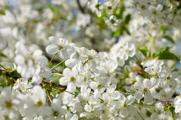 Cherry blossoms. Blooming fruit tree, apple tree, pear. Many flowers