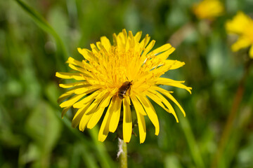 Bee in pollen sitting on a dandelion flower