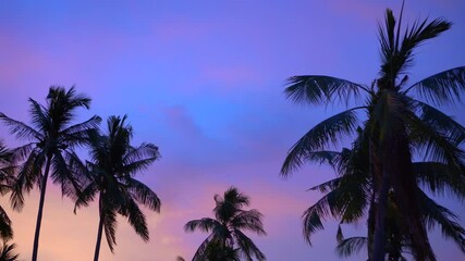Beautiful pastel colorful sunset tropical sky coconut tree silhouette