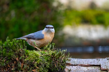 Kleiber (Sitta europaea)