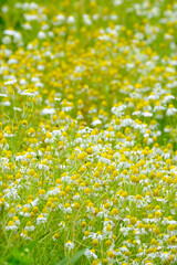 欧州、西アジア〜インド原産のハーブ、ジャーマンカモミール。花にフルーティな芳香。甘く優しい香りで心をほっと和ませてくれる。リラックス効果がある。花言葉は「苦難に耐える」「逆境で生まれる力」