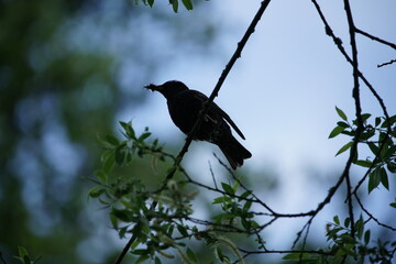 Star vor der Fütterung mit Insekten im Schnabel, Sturnus vulgaris