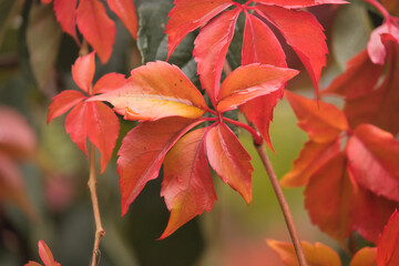 Close up of colorful fall leaves after a rain in Germany.