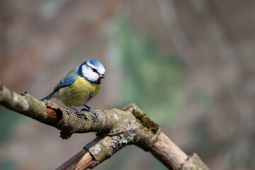 Blaumeise (Parus caerulus)