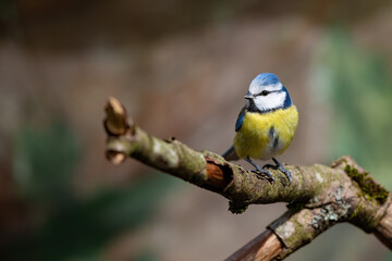 Blaumeise (Parus caerulus)