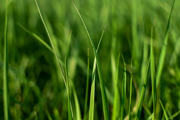 Spring, young, green grass in sunlight, close-up. Blurred background. National backdrop for spring or summer.