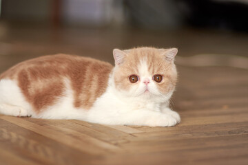 A beautiful kitten of the exotic shorthair breed lies on the brown background of the house. Color cream with white