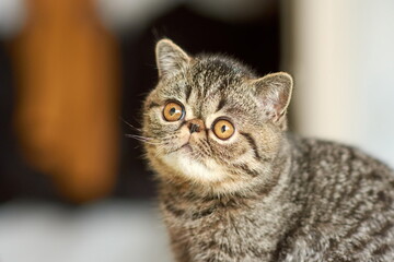 A beautiful kitten of the exotic shorthair breed lies on the brown background of the house. Color striped brown