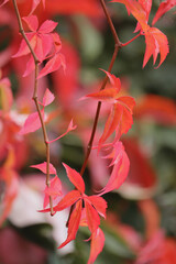 Red leaves on branch hanging down in a V shape on a fall day in Germany.