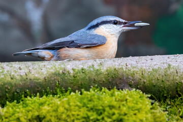 Kleiber (Sitta europaea)