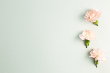 Fototapeta na wymiar Pastel pink carnation flowers on green background. flat lay, top view, copy space