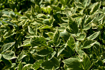 Variegated leaves in sunlight. Close-up. Natural background.
