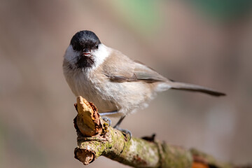 Sumpfmeise (Parus palustris)