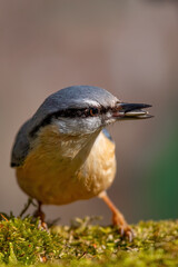 Kleiber (Sitta europaea)