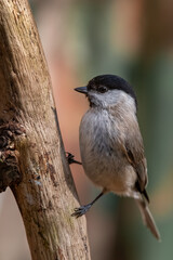 Sumpfmeise (Parus palustris)