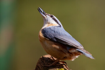 Kleiber (Sitta europaea)