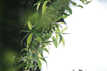 Weiden Blätter in einem Natur Reservat bei Gegenlicht (Salix fragilis)