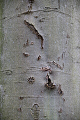 Buchenrinde mit verheilten Wunden