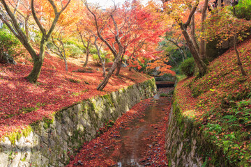 Fototapeta na wymiar Canal in autumn, Tofukuji Temple, Kyoto Japan