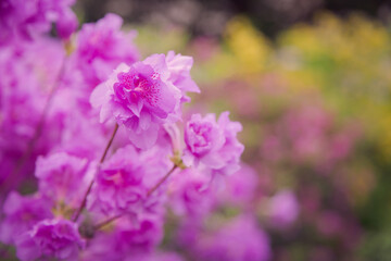 つつじ, 花, 庭, カラフル