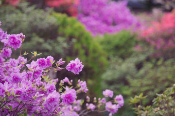 つつじ, 花, 庭, カラフル
