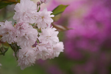 桜, 八重桜, ピンク, 満開