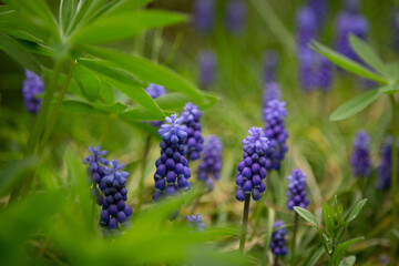 花, ムスカリ, 紫